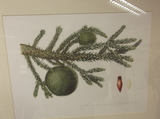 <p>Ilustrações Botânicas - <i>Araucaria angustifolia</i></p>