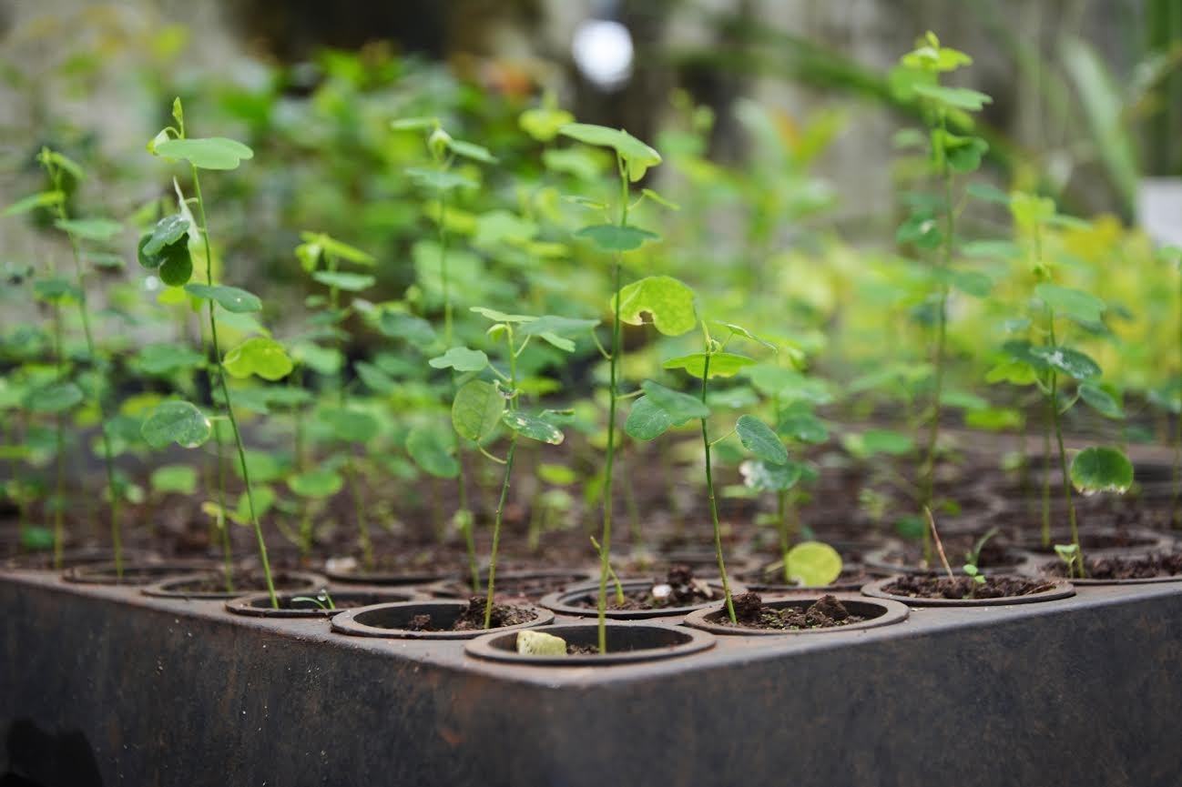 Uma oportunidade para quem quer colocar mais verde na vida