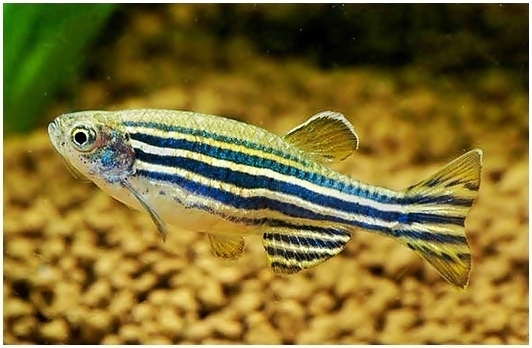 Peixe da espécie Zebrafish é utilizado para complementar uso de roedores em estudos científicos
