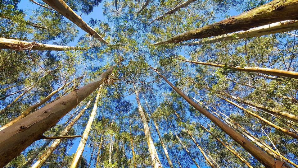 Pesquisa aponta os impactos das plantações de eucalipto