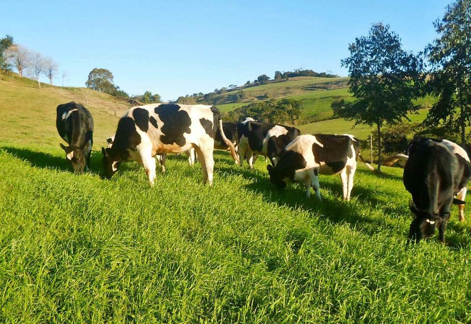 Incubada da Inctech cria software de gestão de propriedade leiteira